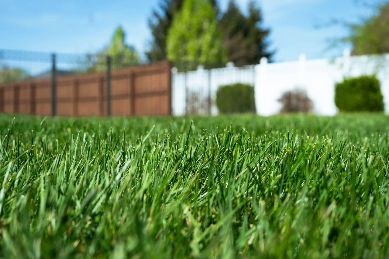 Fresh Cut Lawn Close-up