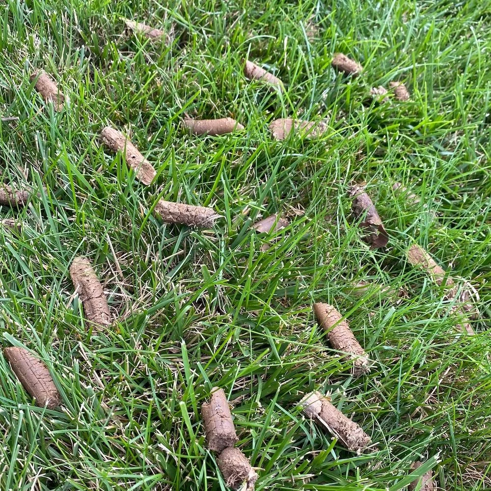Soil plugs on lawn after professional core aeration service by Pro-Turf