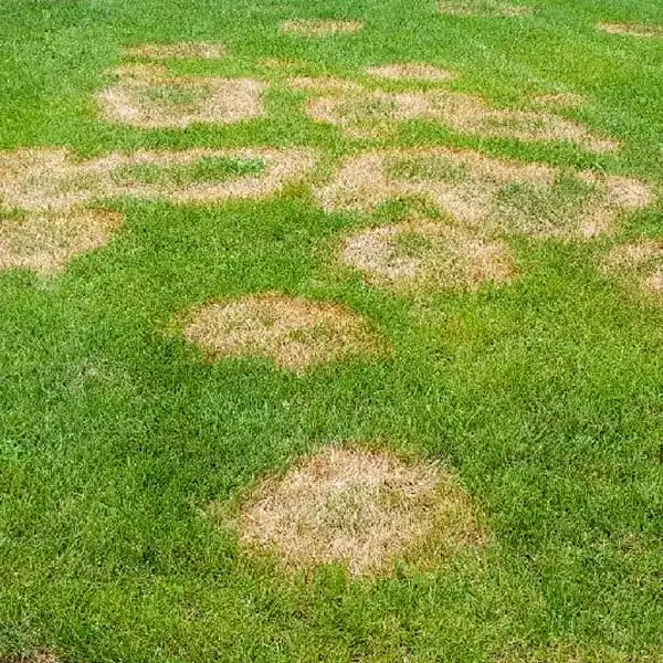 Brown patch disease showing circular brown patches on lawn