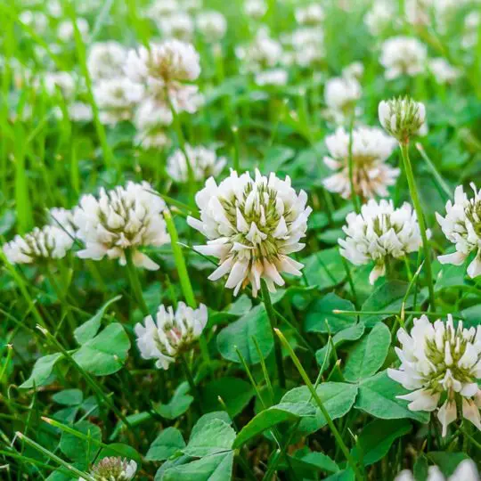 Clover weed in lawn