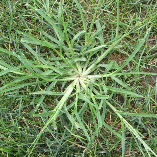Crabgrass weed in lawn