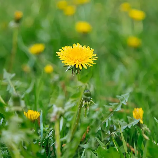 Dandelions weed in lawn