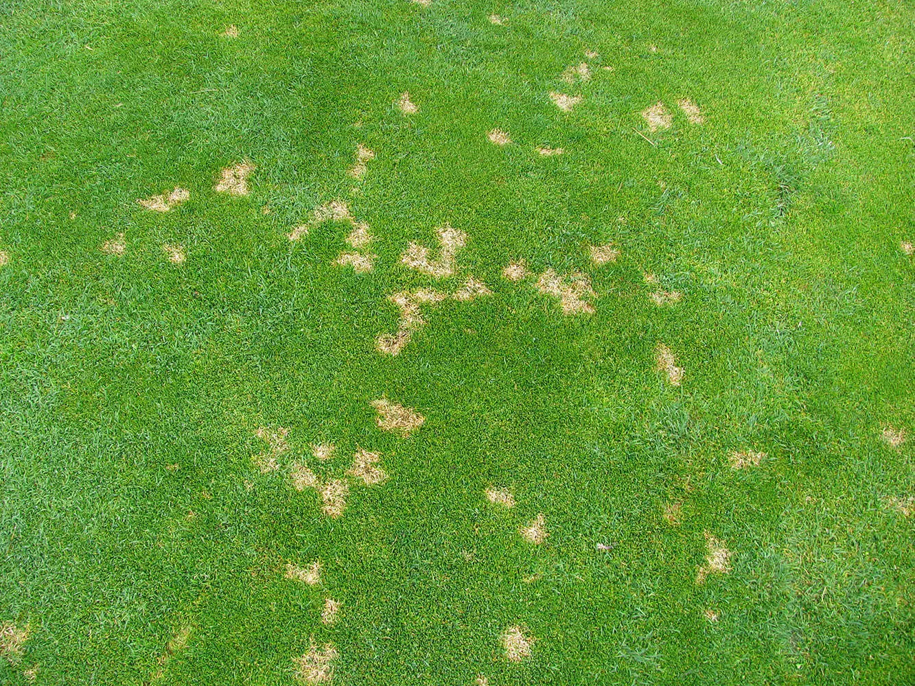 Dollar spot disease showing small tan spots scattered across lawn