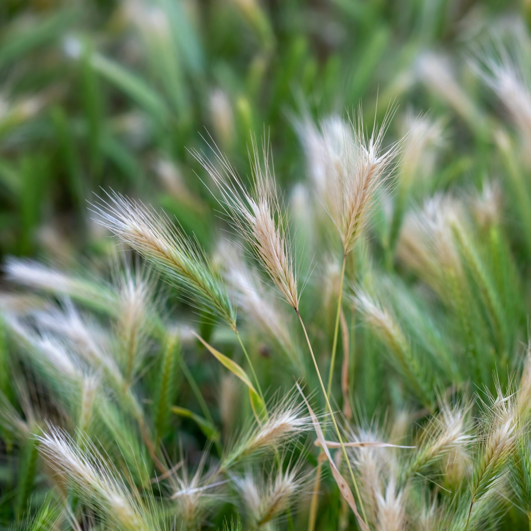Foxtail weed in lawn