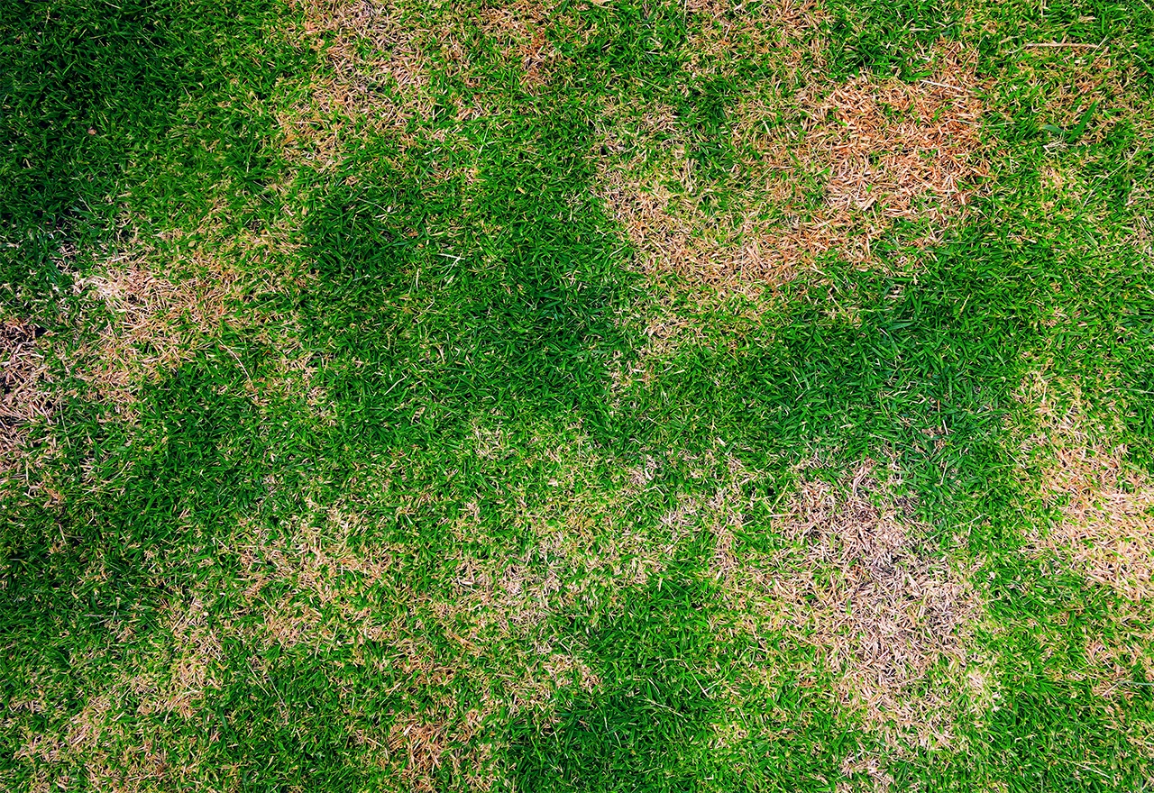 Lawn showing brown patches caused by grub damage requiring professional grub control treatment