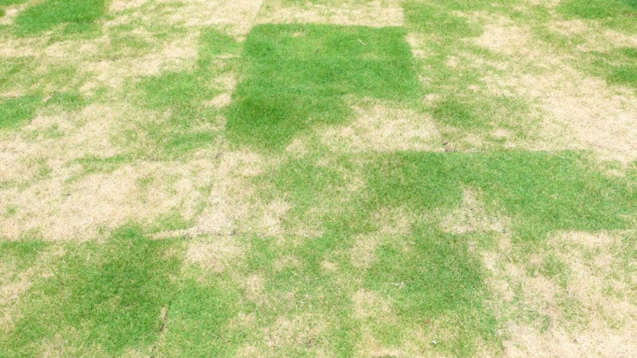 Lawn showing fungal disease damage with irregular brown patches requiring professional fungicide treatment
