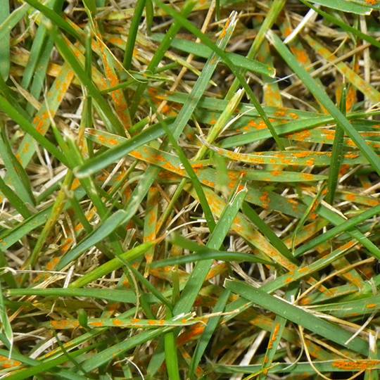 Lawn rust disease showing orange pustules on grass blades