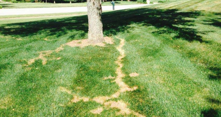 Lawn damaged by mole tunnels showing brown trails across green grass