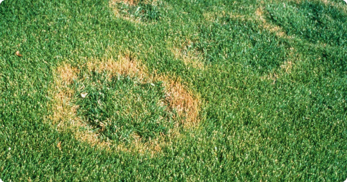 Necrotic ring spot disease showing frog-eye ring patterns on lawn