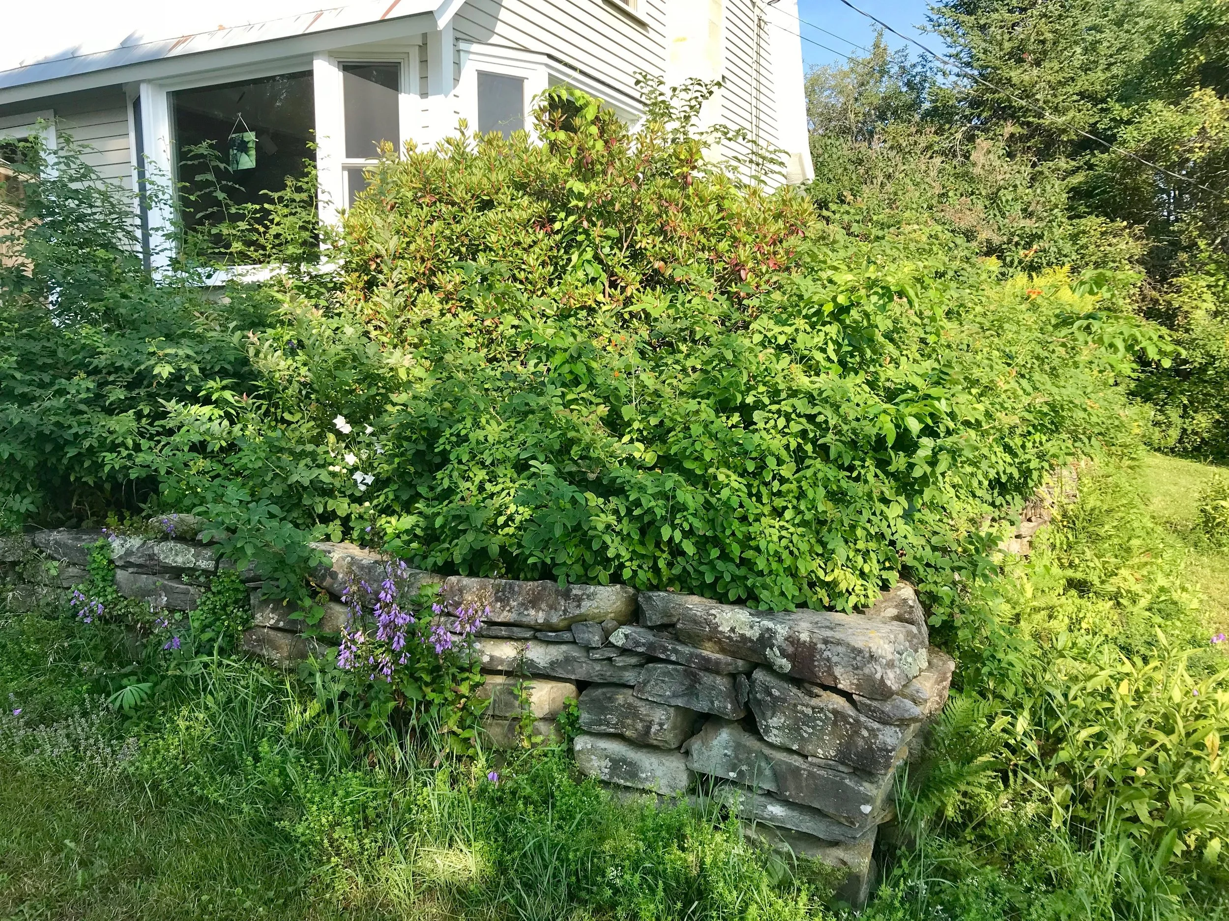 Overgrown vegetation around stone retaining wall showing need for professional vegetation control
