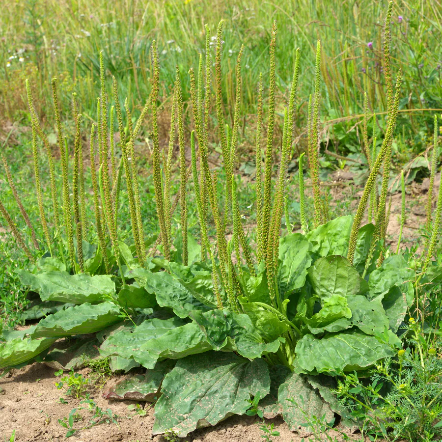 Plantain weed in lawn