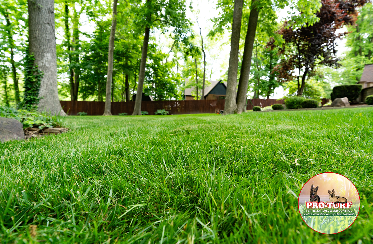 Beautiful thick green lawn showcasing Pro-Turf's expert fertilization results with mature trees and residential setting