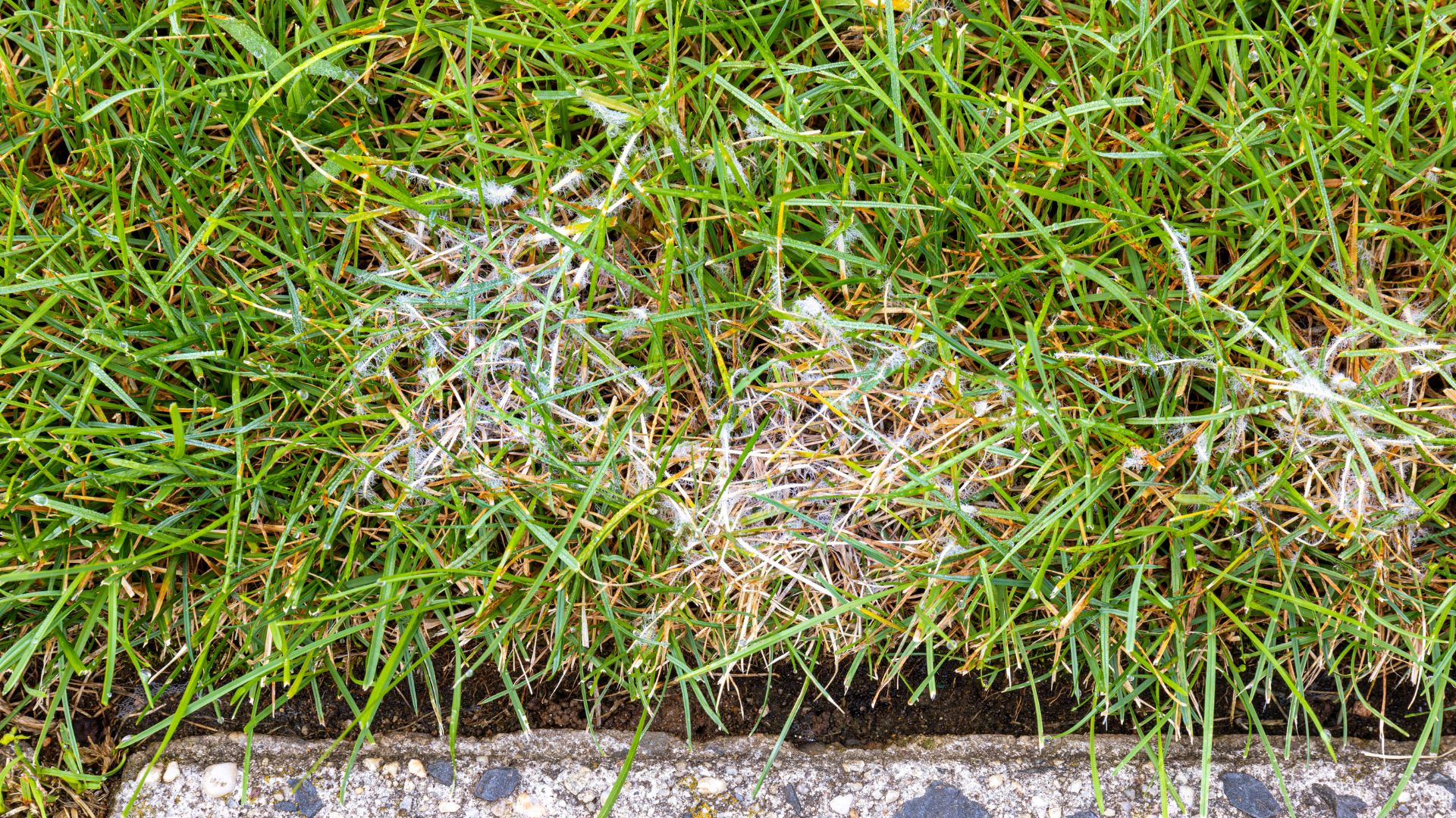 Pythium blight disease showing white fuzzy mold on grass