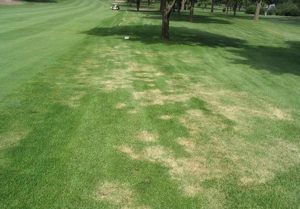 Summer patch disease showing irregular brown patches on golf course turf