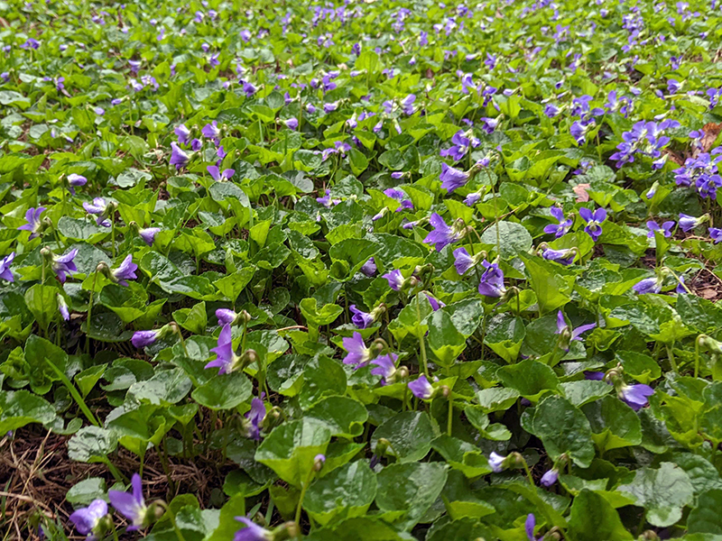 Wild Violet weed in lawn