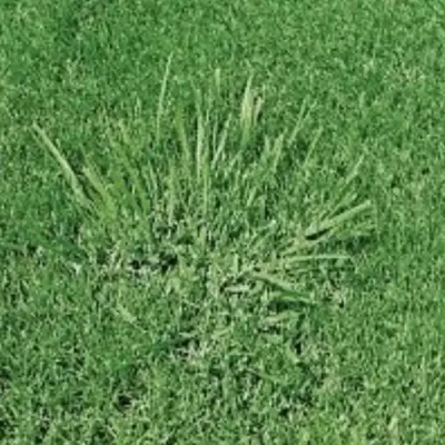 clumping_fescue