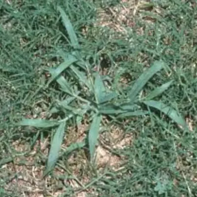 crabgrass_large