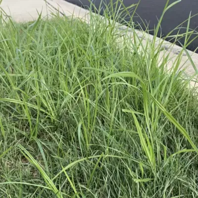 Yellow-nutsedge