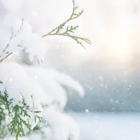 snow on a tree
