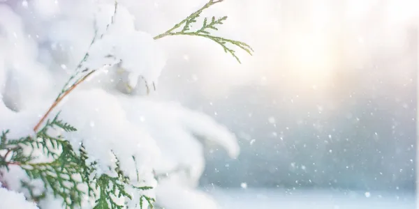 snow on a tree